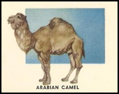 129 Arabian Camel